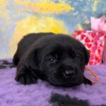 Atawa-male-labradoe-retriever-puppy-for-sale-1 (3)