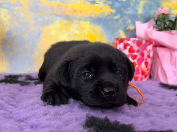 Atawa Labrador Retriever Atawa Labrador Retriever