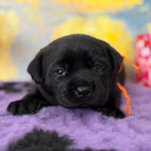 Atawa Labrador Retriever Atawa Labrador Retriever
