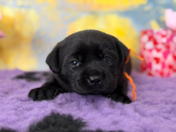 Atawa Labrador Retriever Atawa Labrador Retriever