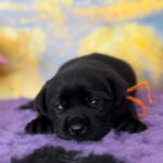 Atawa-male-labradoe-retriever-puppy-for-sale-1 (5)