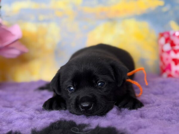 Atawa Labrador Retriever Atawa Labrador Retriever