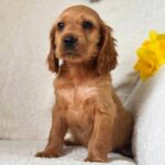 Austin-male-English-Cocker-Spaniel-puppy-for-sale-1