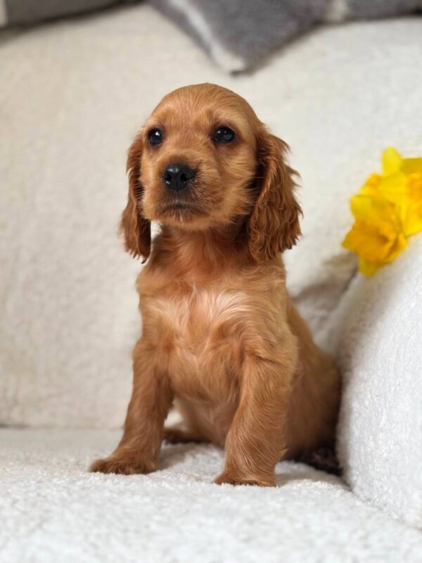 Austin English Cocker Spaniel Austin English Cocker Spaniel