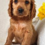 Austin-male-English-Cocker-Spaniel-puppy-for-sale-2