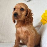 Austin-male-English-Cocker-Spaniel-puppy-for-sale-3