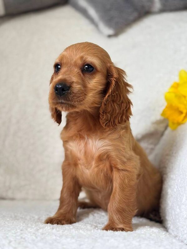 Austin English Cocker Spaniel Austin English Cocker Spaniel