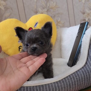 Baccara Chihuahua Baccara Chihuahua