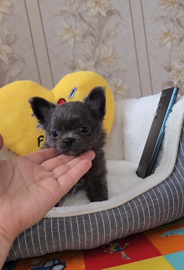 Baccara Chihuahua Baccara Chihuahua