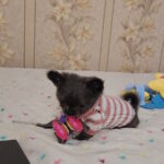 Baccara-female-chihuahua-puppy-for-sale-1 (2)