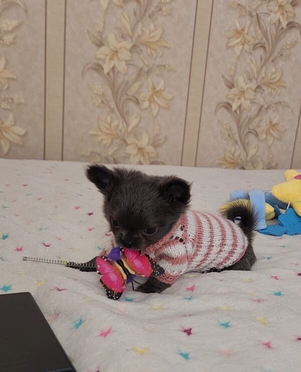 Baccara Chihuahua Baccara Chihuahua