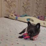 Baccara-female-chihuahua-puppy-for-sale-1 (3)