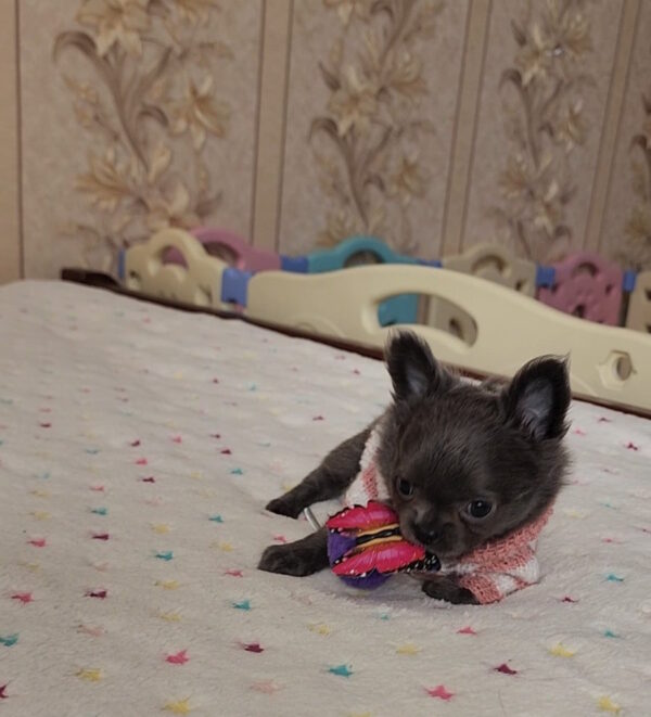 Baccara Chihuahua Baccara Chihuahua