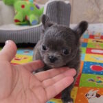 Baccara-female-chihuahua-puppy-for-sale-1 (4)