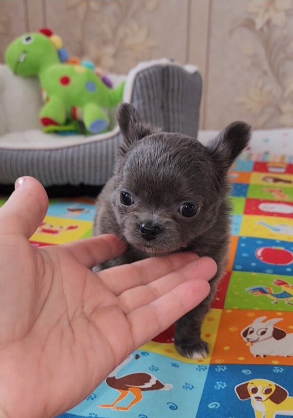 Baccara Chihuahua Baccara Chihuahua