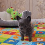 Baccara-female-chihuahua-puppy-for-sale-1 (5)