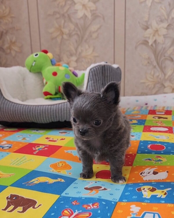 Baccara Chihuahua Baccara Chihuahua