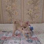 Bakara-male-chihuahua-puppy-for-sale-1 (1)