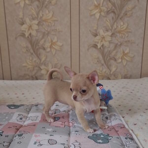 Biyanka Chihuahua Biyanka Chihuahua