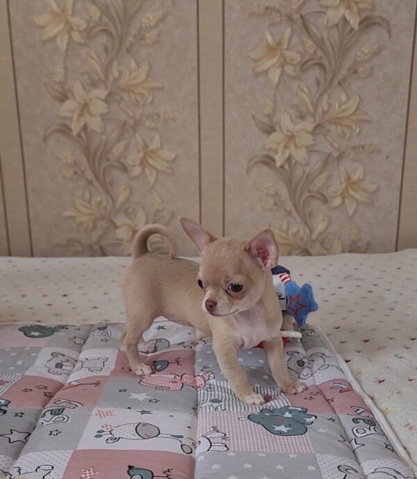 Biyanka Chihuahua Biyanka Chihuahua