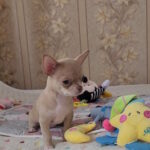 Bakara-male-chihuahua-puppy-for-sale-1 (2)