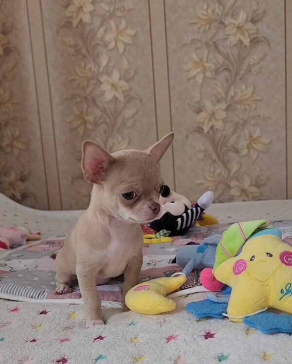 Biyanka Chihuahua Biyanka Chihuahua