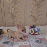 Bakara-male-chihuahua-puppy-for-sale-1 (3)