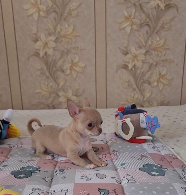 Biyanka Chihuahua Biyanka Chihuahua