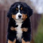 Barcelona-female-Bernese-Mountain-puppy-for-sale-1