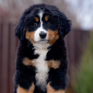 Barcelona Bernese Mountain Dog Barcelona Bernese Mountain Dog