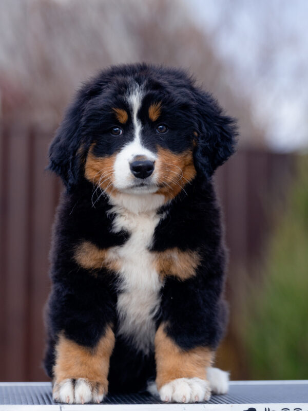 Barcelona Bernese Mountain Dog Barcelona Bernese Mountain Dog