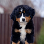 Barcelona-female-Bernese-Mountain-puppy-for-sale-2