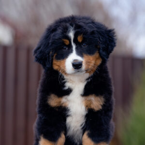 Barcelona Bernese Mountain Dog Barcelona Bernese Mountain Dog