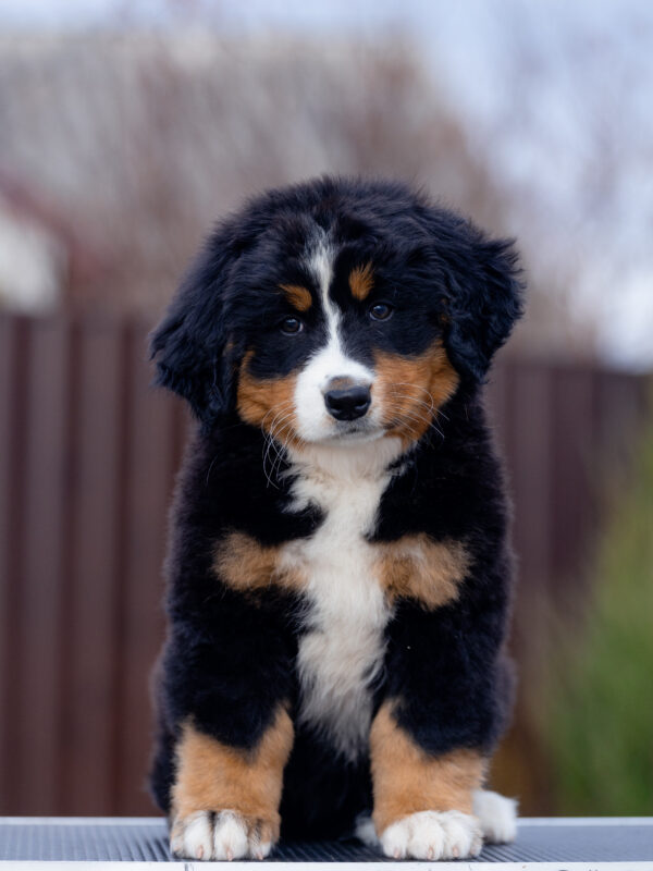 Barcelona Bernese Mountain Dog Barcelona Bernese Mountain Dog