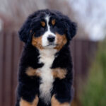 Barcelona-female-Bernese-Mountain-puppy-for-sale-3