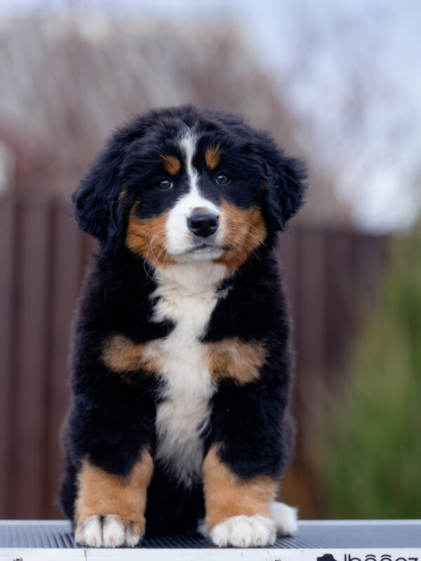 Barcelona Bernese Mountain Dog Barcelona Bernese Mountain Dog