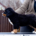 Barcelona-female-Bernese-Mountain-puppy-for-sale-4
