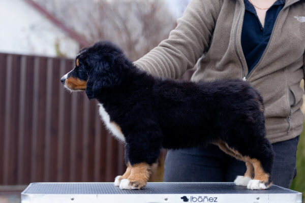 Barcelona Bernese Mountain Dog Barcelona Bernese Mountain Dog