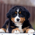 Barcelona-female-Bernese-Mountain-puppy-for-sale-5