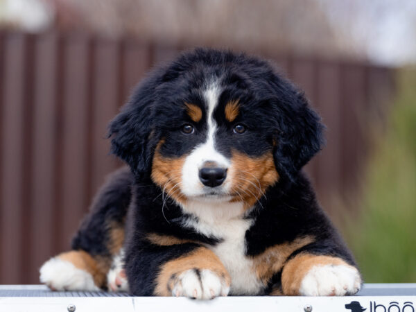 Barcelona Bernese Mountain Dog Barcelona Bernese Mountain Dog