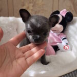 Binra-female-chihuahua-puppy-for-sale-1 (1)