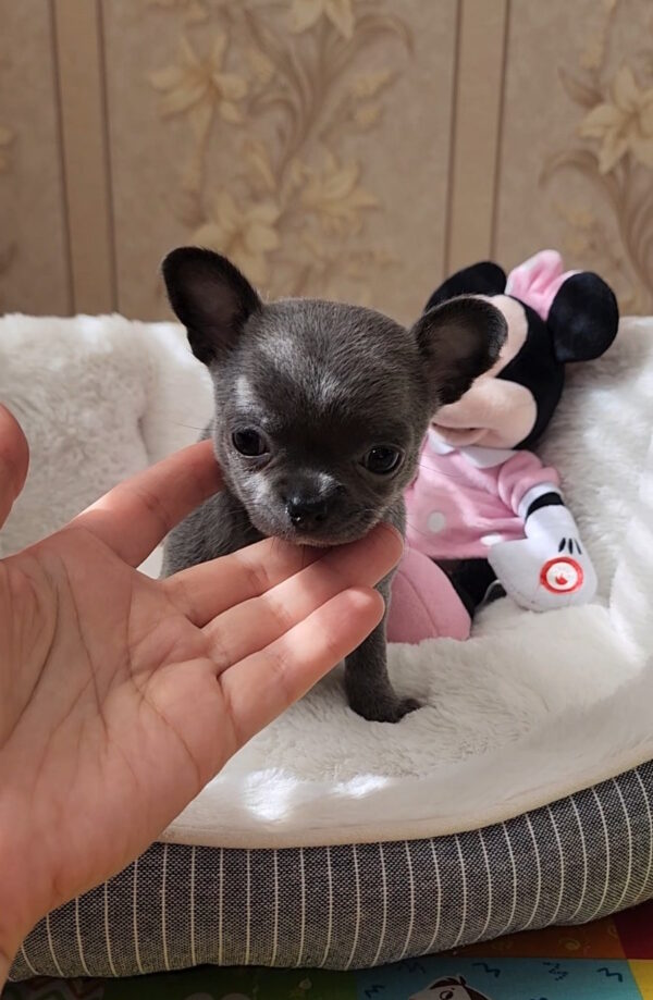 Binra Chihuahua Binra Chihuahua