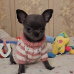 Binra-female-chihuahua-puppy-for-sale-1 (2)