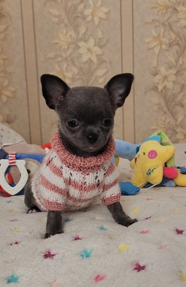 Binra Chihuahua Binra Chihuahua