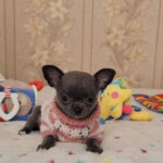Binra-female-chihuahua-puppy-for-sale-1 (3)