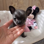 Binra-female-chihuahua-puppy-for-sale-1 (4)