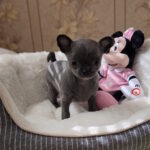 Binra-female-chihuahua-puppy-for-sale-1 (6)