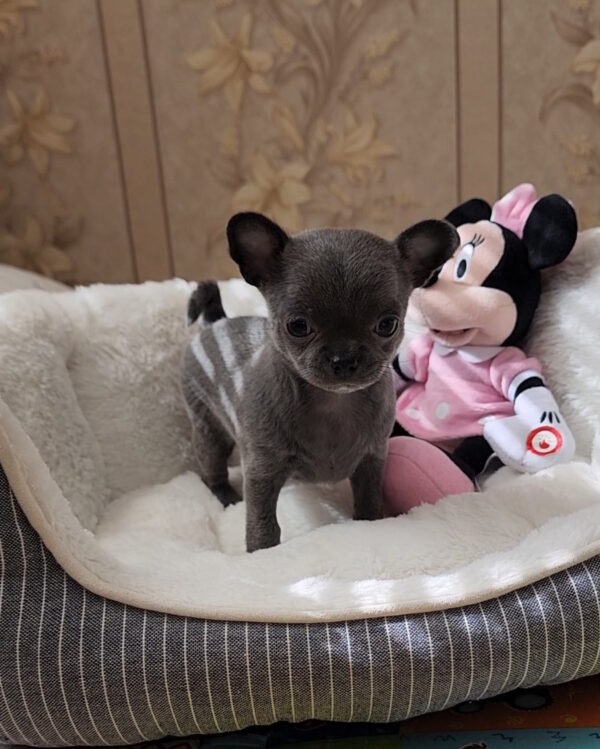 Binra Chihuahua Binra Chihuahua