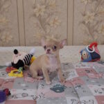 Biyanka-female-chihuahua-puppy-for-sale-1