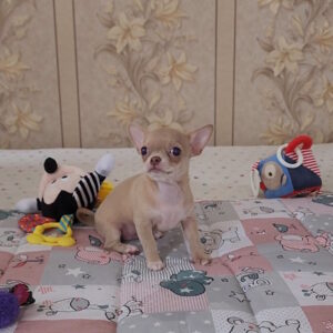 Biyanka Chihuahua Biyanka Chihuahua